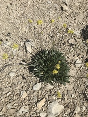 Eriogonum lachnogynum