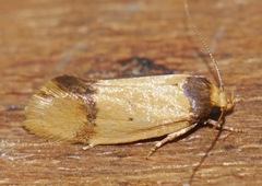 Olbonoma disticta