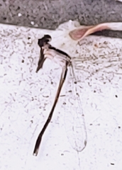 Nehalennia pallidula