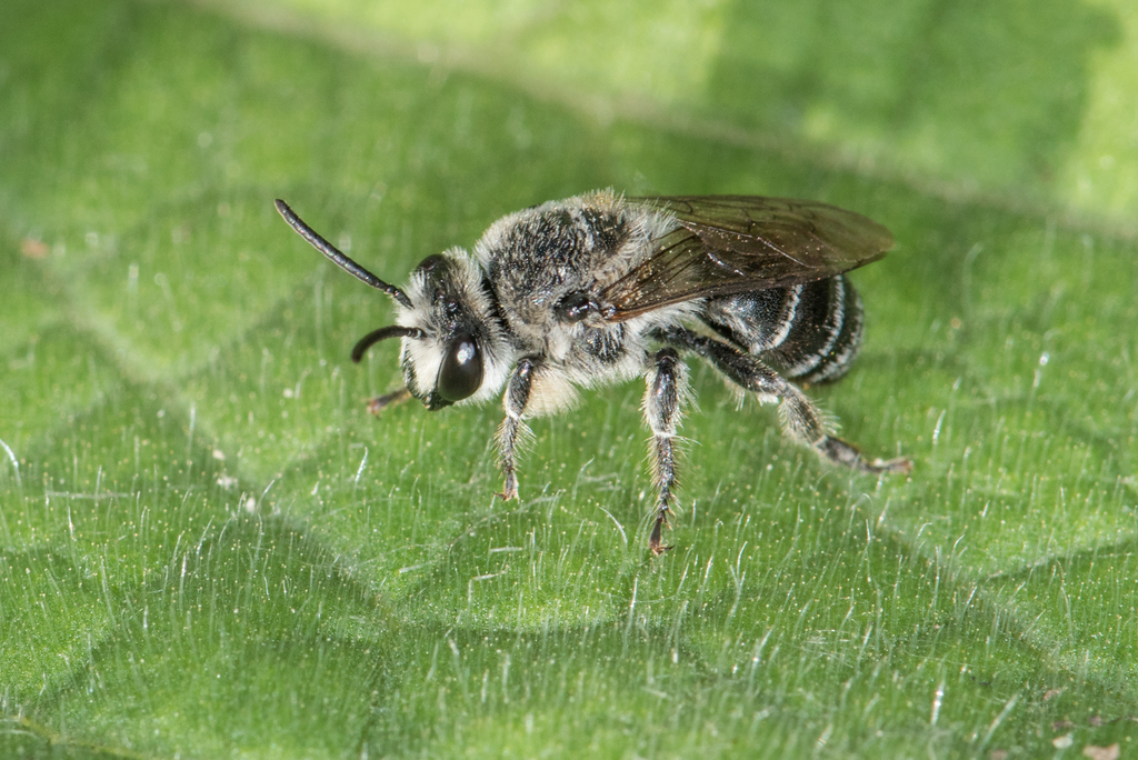 Broad-footed Cellophane Bee
