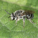 Broad-footed Cellophane Bee - Photo (c) Heather Holm, some rights reserved (CC BY-NC), uploaded by Heather Holm