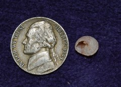 Trochomodulus carchedonius