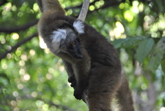 Eulemur macaco
