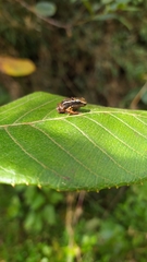 Leucostethus fraterdanieli
