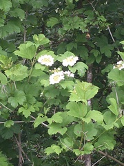 Magnoliopsida