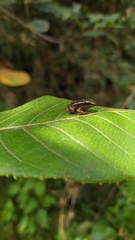 Leucostethus fraterdanieli