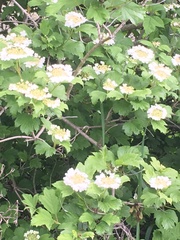 Magnoliopsida