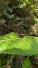 Leucostethus fraterdanieli