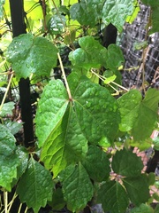 Parthenocissus tricuspidata