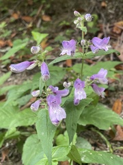 Penstemon smallii