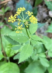 Thaspium trifoliatum