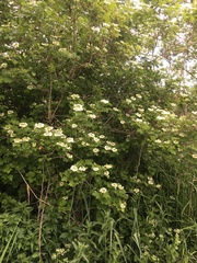 Magnoliopsida
