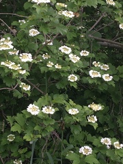 Magnoliopsida