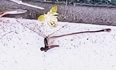 Nehalennia pallidula