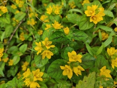 Lysimachia congestiflora