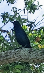 Quiscalus major