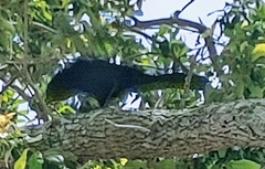 Quiscalus major