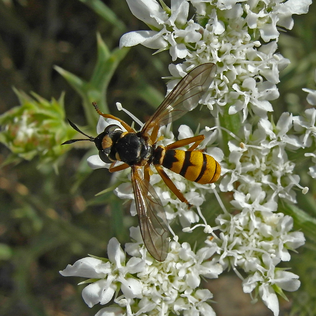 Conops vitellinus
