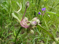 Tradescantia bracteata