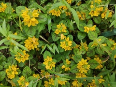 Lysimachia congestiflora