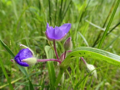 Tradescantia bracteata