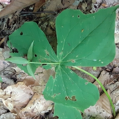Trillium erectum