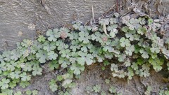 Hydrocotyle elongata