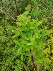 Hypericum sampsonii