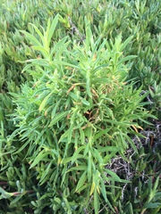 Pseudognaphalium ramosissimum