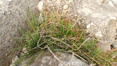 Salicornia perennis