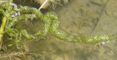 Ulva flexuosa