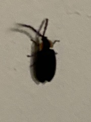 Lucidota atra