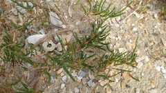 Salicornia perennis