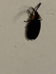 Lucidota atra
