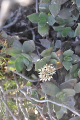 Crassula lactea