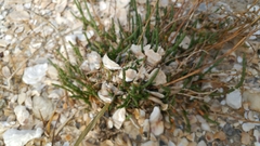 Salicornia perennis