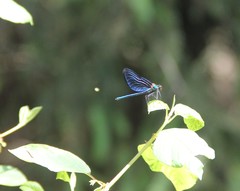 Calopteryx virgo