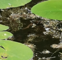 Lissotriton vulgaris