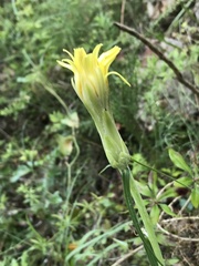 Scorzonera angustifolia