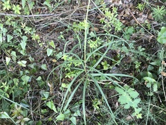 Scorzonera angustifolia