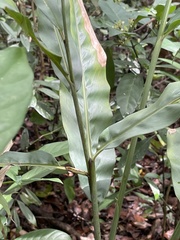 Alpinia galanga