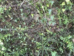 Scorzonera angustifolia