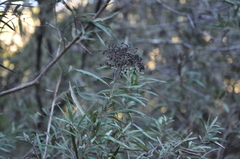 Buddleja saligna