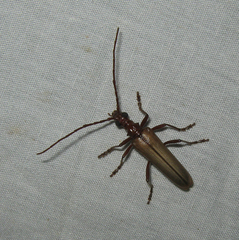 Centrodera decolorata