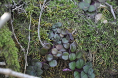 Plectranthus strigosus