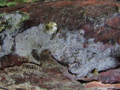 Botryobasidium vagum