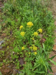Rorippa globosa