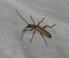 Centrodera decolorata