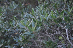 Ozoroa mucronata