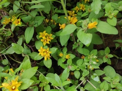Lysimachia congestiflora